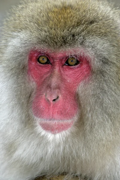 Hó majom vagy Japán makákó, macaca nyert fuscata — Stock Fotó