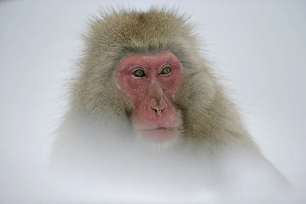 Mono de nieve o macaco japonés, Macaca fuscata — Foto de Stock