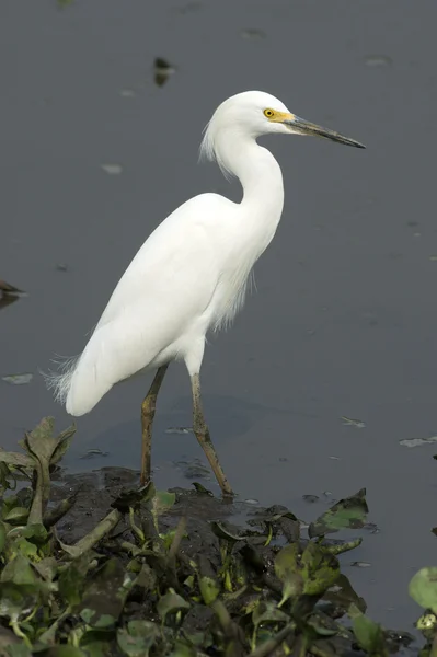 Снежная цапля, Egretta thula , — стоковое фото