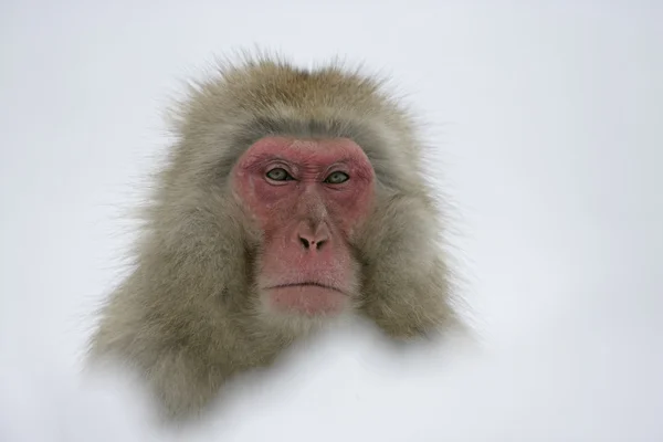 Singe des neiges ou macaque japonais, Macaca fuscata — Photo