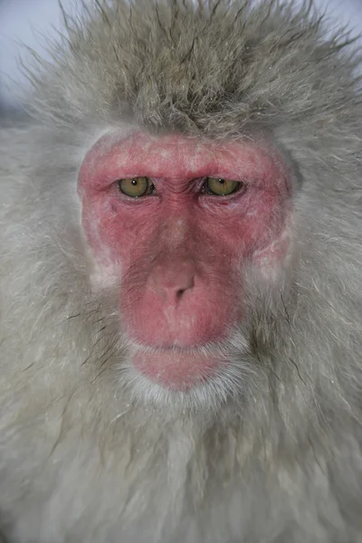 Mono de nieve o macaco japonés, Macaca fuscata —  Fotos de Stock