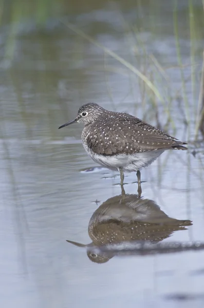 Solitary sandpiper, Tringa solitaria — Stock Photo, Image