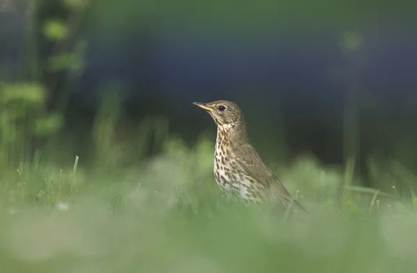 Drozd zpěvný, turdus philomelos — Stock fotografie