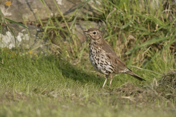 Song thrush, Turdus philomelos — Stock Photo, Image