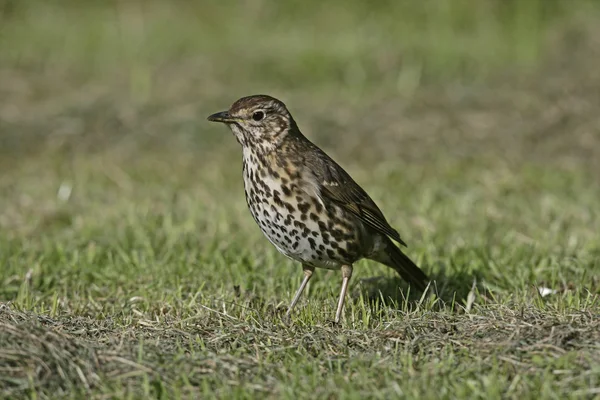 Tordo da canção, Turdus philomelos — Fotografia de Stock