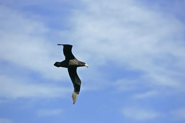 Jižní obra petrel, macronectes giganteus — Stock fotografie