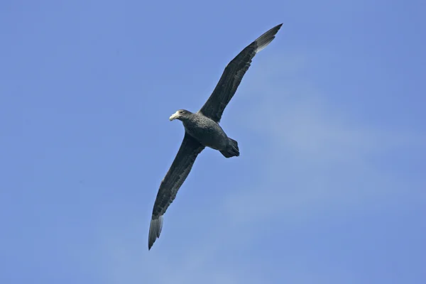 Petrel gigante del sur, Macronectes giganteus —  Fotos de Stock