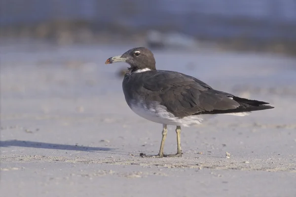 Roetzwarte meeuw, larus hemprichii — Stockfoto