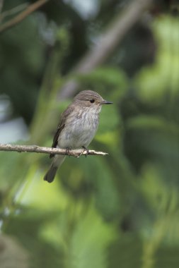 Benekli sinekkapan, muscicapa striata