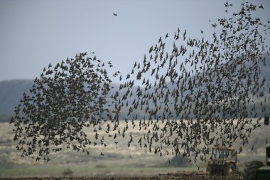 Starling, sturnus vulgaris