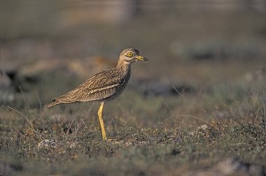 taş kocagöz, burhinus oedicnemus,