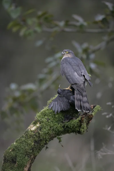 Krahujec, accipiter nisus — Stock fotografie