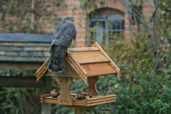 Sparviero, Accipiter nisus — Foto Stock