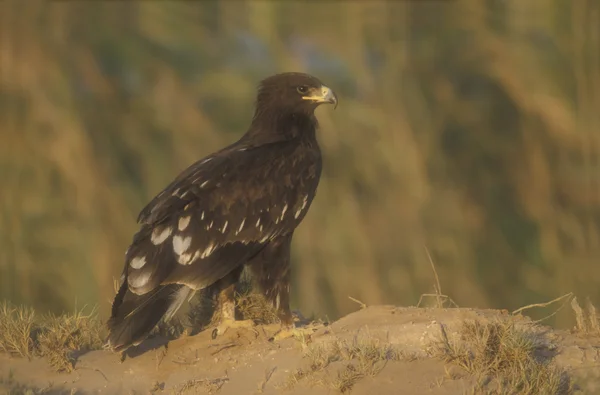 Большой пятнистый орел, Aquila clanga — стоковое фото