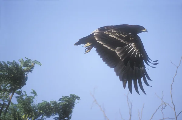 Större-spotted eagle, aquila clanga — Stockfoto