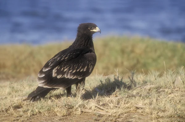 Aigle à grandes taches, Aquila clanga — Photo