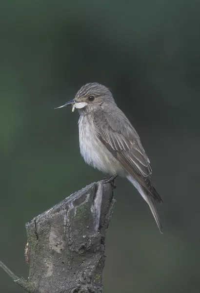 Пятнистая мухоловка, Muscicapa striata — стоковое фото