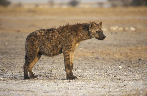 Spotted hyaena, Crocuta crocuta — Φωτογραφία Αρχείου