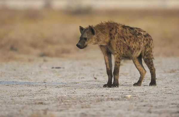 Gevlekte hyaena, crocuta crocuta — Stockfoto