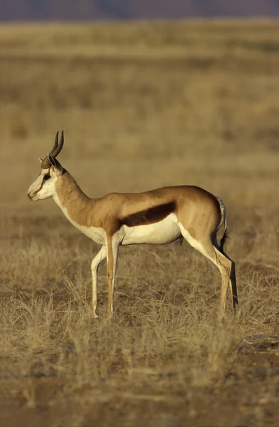 SPRINGBOCK eller springbok, antidorcas marsupialis — Stockfoto