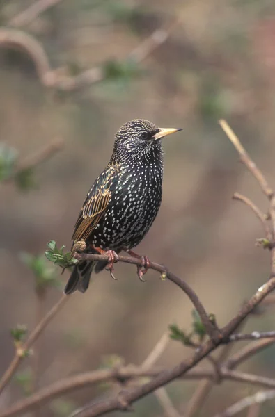 Szpak, sturnus vulgaris — Zdjęcie stockowe