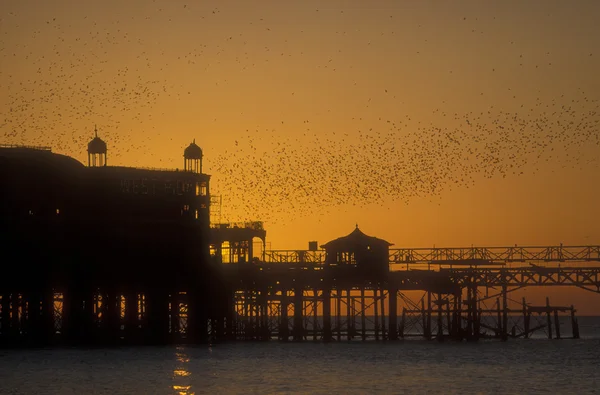 Szpak, sturnus vulgaris — Zdjęcie stockowe