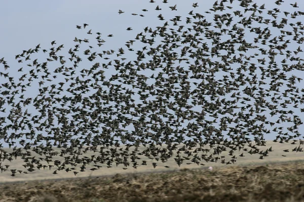 Spreeuw, sturnus vulgaris — Stockfoto