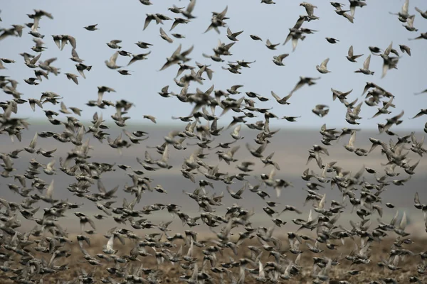 Estornino, sturnus vulgaris — Foto de Stock