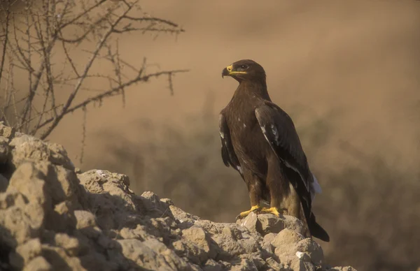 Steppe eagle, Aquila nipalensis, — Stock Photo, Image