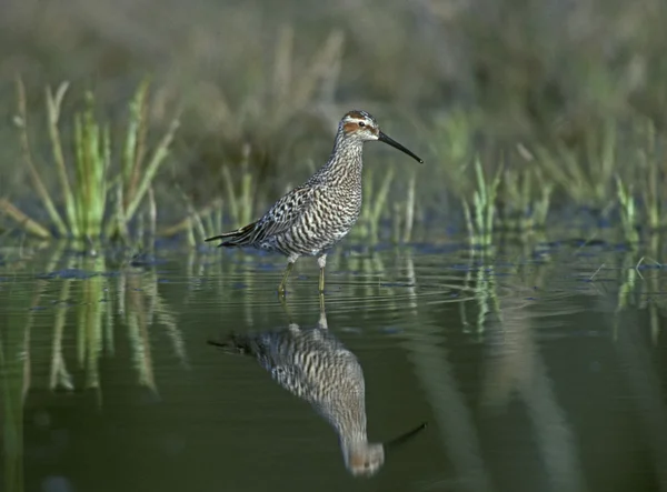 Stilt sandpiper, Micropalama himantopus — Stock Photo, Image