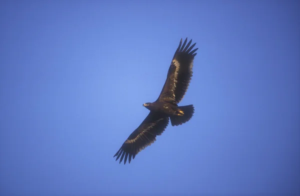 Steppe eagle, Aquila nipalensis, — Stockfoto