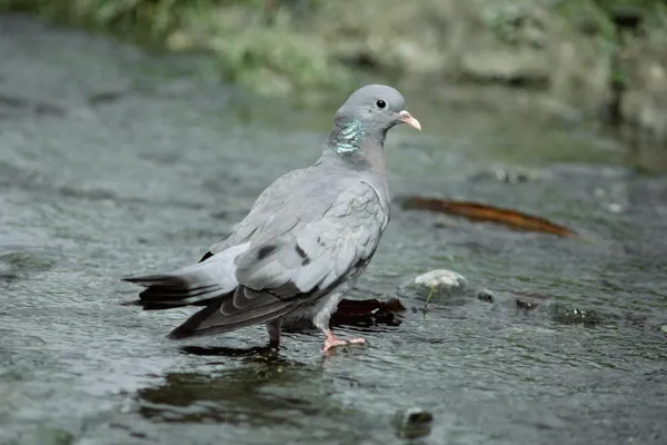 Stocktaube, Columba oenas — Stockfoto