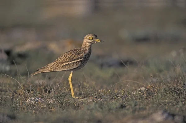 Stone curlew, Burhinus oedicnemus, — Stock Photo, Image