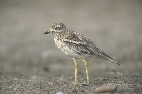 Stone curlew, burhinus oedicnemus, — Stockfoto