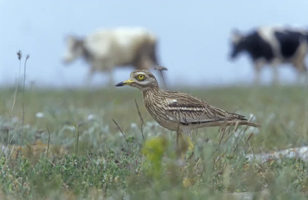 Kamień curlew, burhinus oedicnemus, — Zdjęcie stockowe