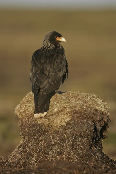 Gestreifter Caracara, Phalcoboenus australis — Stockfoto