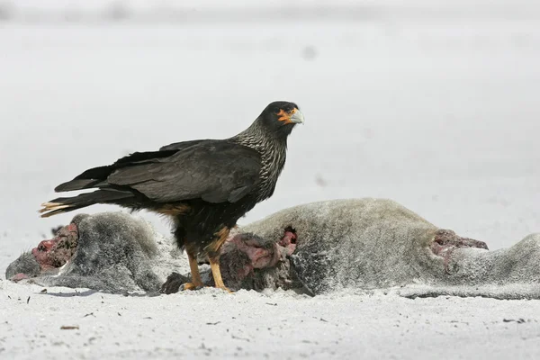 Strimmig caracara, phalcoboenus australis — Stockfoto