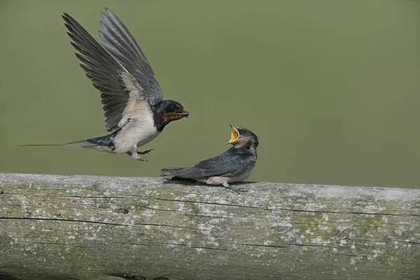 Tragar, Hirundo rustica , —  Fotos de Stock