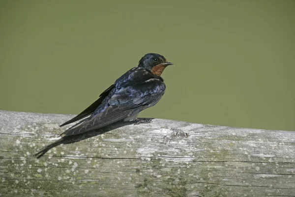 Ласточка, Hirundo rustica , — стоковое фото