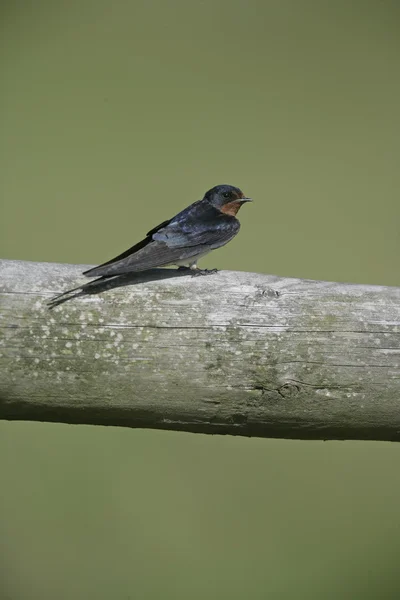 Tragar, Hirundo rustica , —  Fotos de Stock