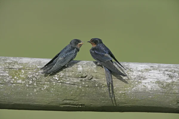 Svalan, hirundo rustica, — Stockfoto