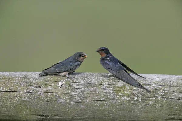 Hirondelle, Hirundo rustica , — Photo