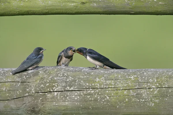 Swallow, Hirundo rustica, — Stock Photo, Image