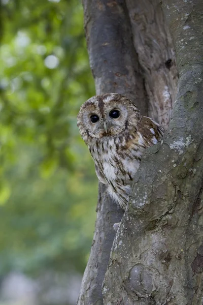 Búho Tawny, Strix aluco — Foto de Stock