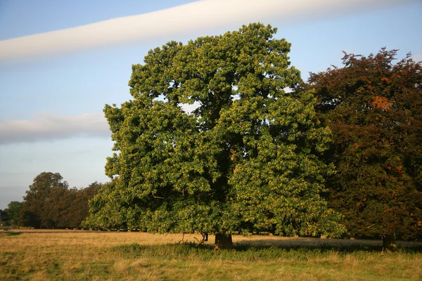 Tamme kastanje, castanea sativa — Stockfoto