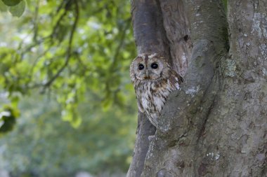 Alaca baykuş, strix aluco