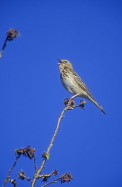 Tree pipit, Anthus trivialis clipart
