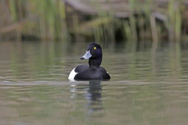 Ördek tüyü, Aythya fuligula