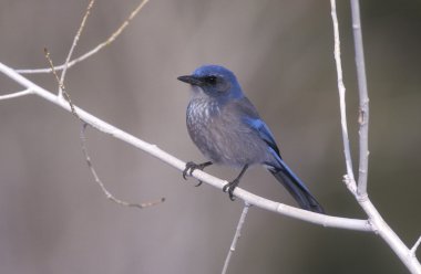 Western-jay, aphelocoma californica scrub