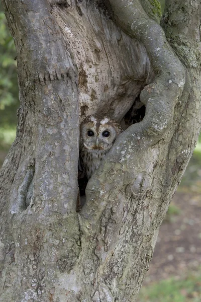 Tawny owl, Strix aluco — Stock Photo, Image